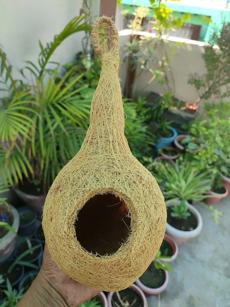 Bird Nest