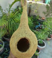 Bird Nest